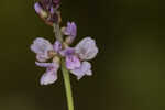 Sampson's snakeroot